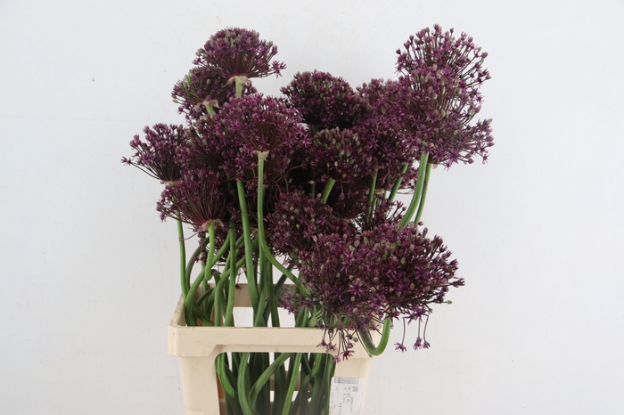<h4>ALLIUM  MIAMI ARTISTIC</h4>