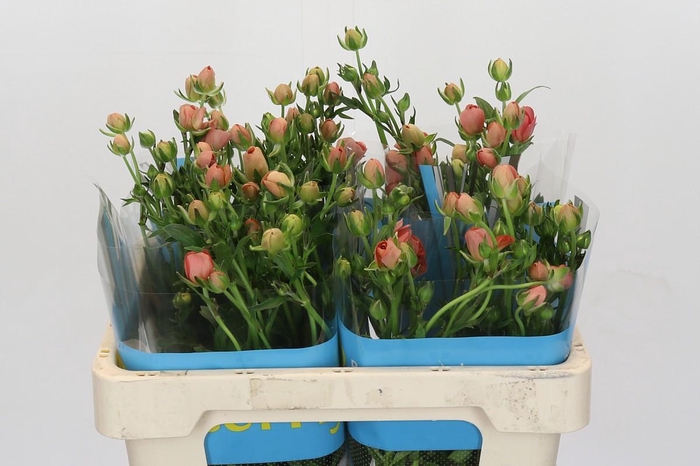 <h4>Ranunculus Butterfly Eris</h4>