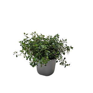 Thymus serpyllum
