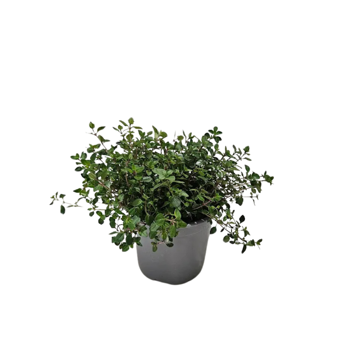 <h4>Thymus serpyllum</h4>