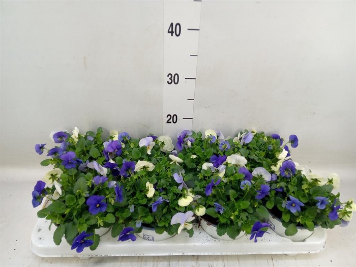 <h4>Viola   ...tricolor</h4>