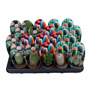 CACTUS GEMENGD P5,5