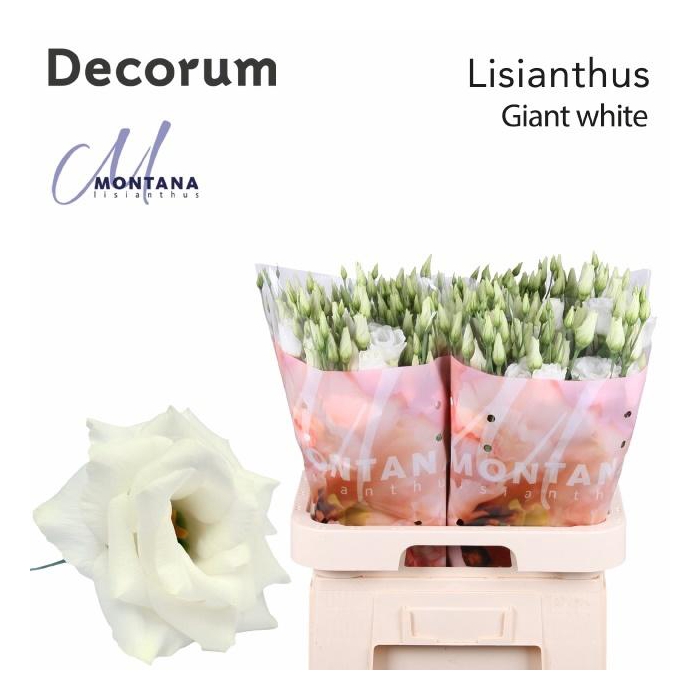 <h4>Eus G Arena Giant Wh</h4>