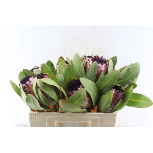Protea M Ea Mt Queen