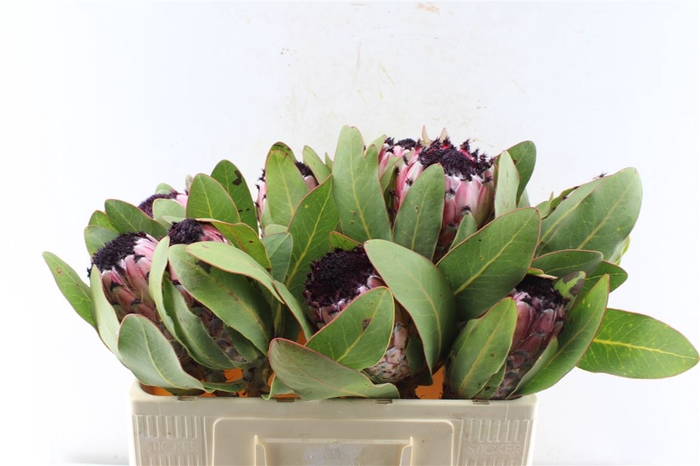 <h4>Protea M Ea Mt Queen</h4>