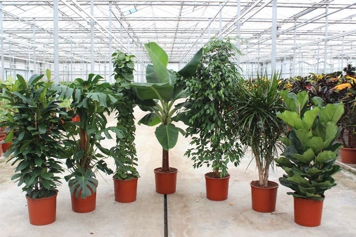 <h4>Mixkar 1427</h4>