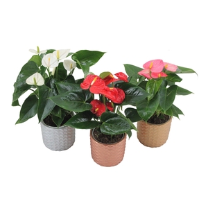 Anthurium Flamingomix 12cm met keramieken pot