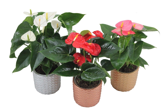 <h4>Anthurium Flamingomix 12cm met keramieken pot</h4>