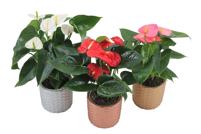 <h4>Anthurium Flamingomix 12cm met keramieken pot</h4>