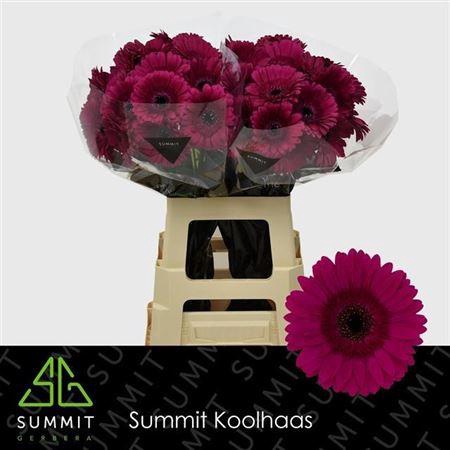 <h4>Ge Gr Passoa</h4>