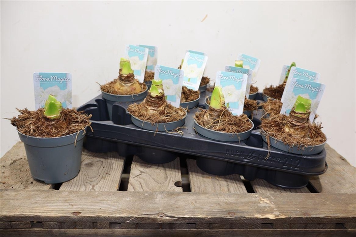 <h4>arr8 Hippeas Ov Wit</h4>