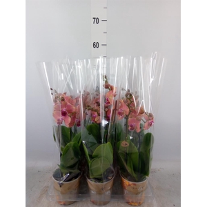 Phalaenopsis   ...orange