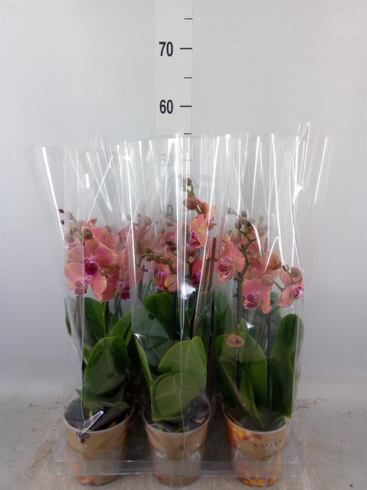 <h4>Phalaenopsis   ...orange</h4>