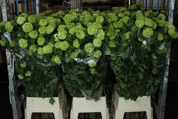 <h4>Viburnum Roseum L 130 6 Kop</h4>