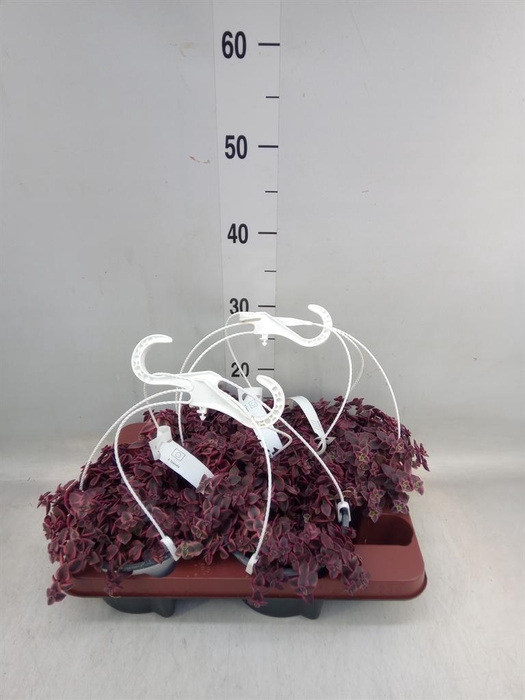 <h4>Crassula marginalis</h4>