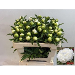 PAEO L DUCHES D NEMO