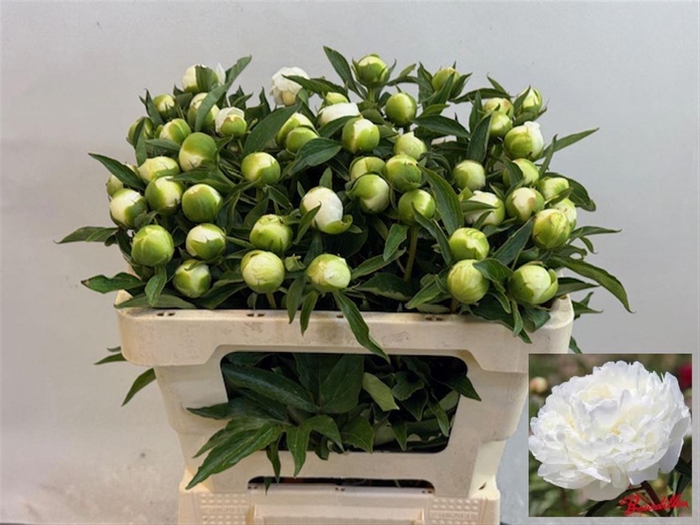 <h4>PAEO L DUCHES D NEMO</h4>