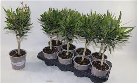<h4>Nerium Oleander Stam</h4>