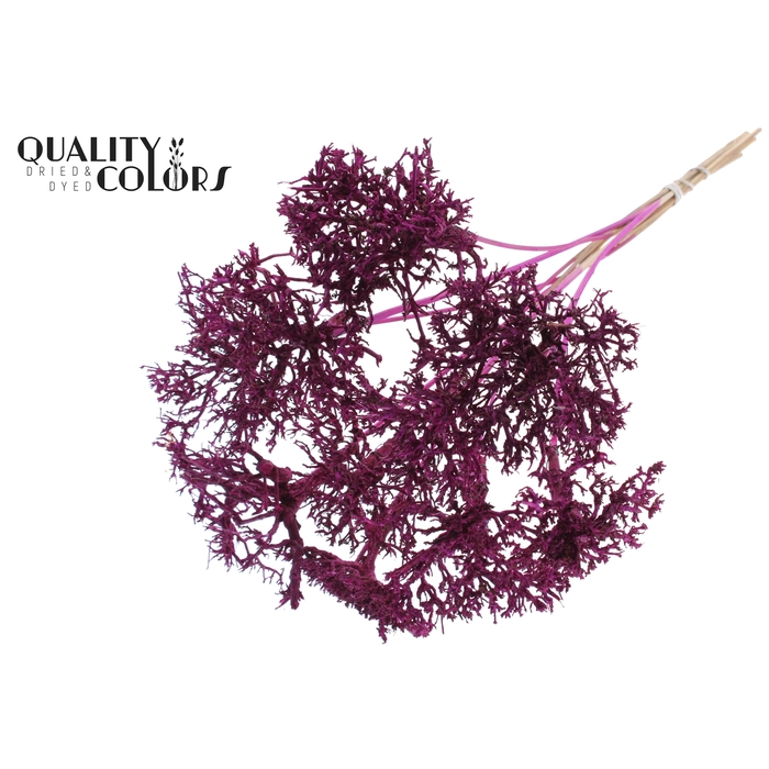 <h4>Dry Tree on stem Lilac</h4>