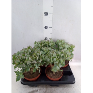 Crassula arborescens subsp. undilat