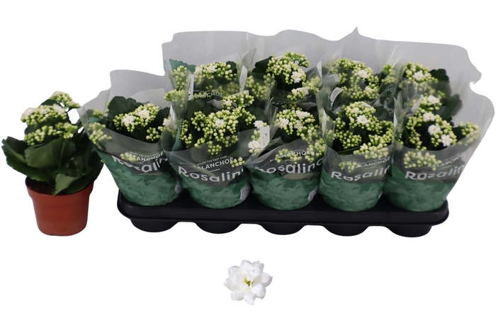 <h4>KAL GE DON DIONE</h4>