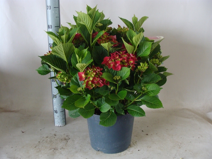<h4>Hydrangea mac.   ...</h4>