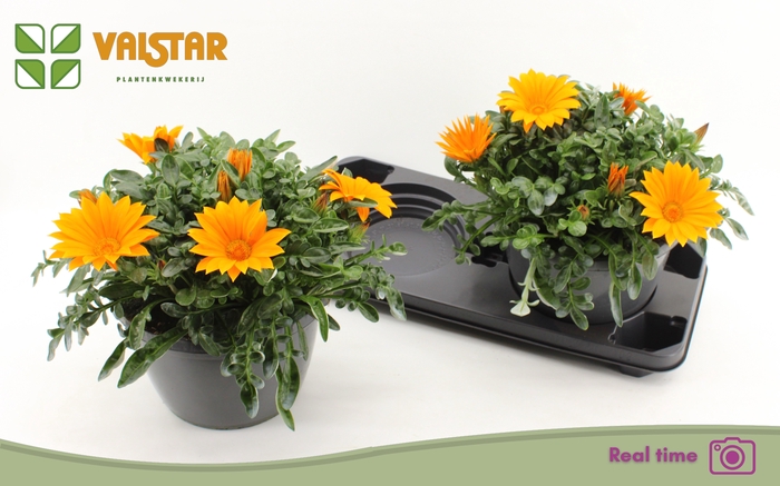 <h4>GAZ R DEEP ORANGE</h4>