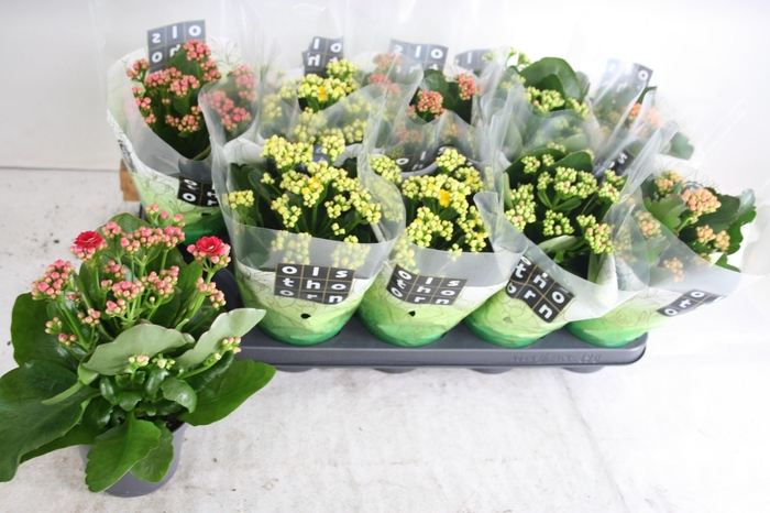 <h4>KAL GE GEM 5 KL</h4>