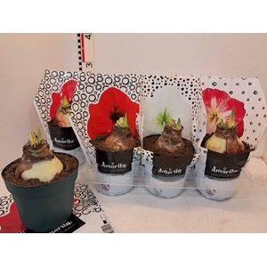 HIPPEAS EXTRA MIX P14