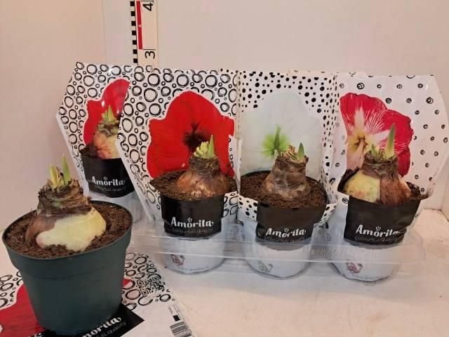 <h4>HIPPEAS EXTRA MIX P14</h4>