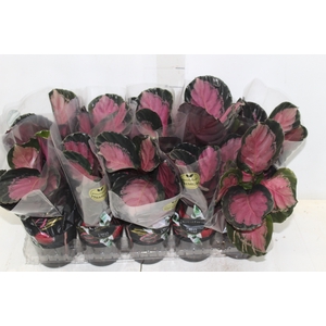 CALATHEA ROSEA PICTA CRIMSON P12