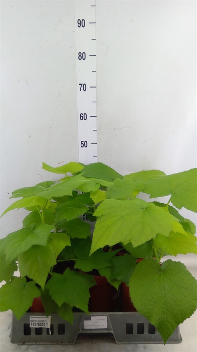 <h4>Sparrmannia africana</h4>