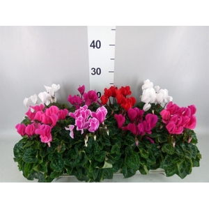 Cyclamen MD 'Allure'