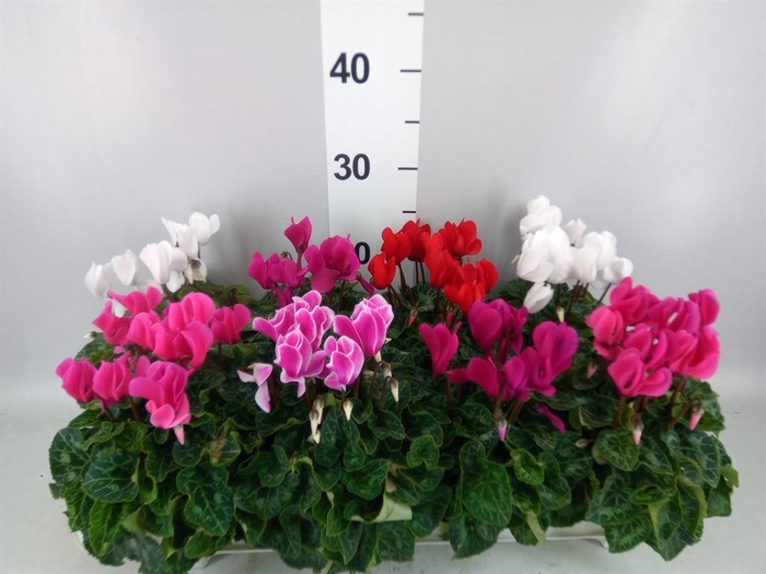 <h4>Cyclamen MD 'Allure'</h4>