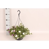 Hangpotten 23 cm Calibrachoa Mix Voltaire