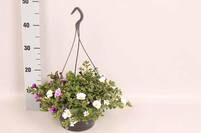 Hangpotten 23 cm Calibrachoa Mix Voltaire