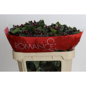 Hypericum Rocky Romance Spray