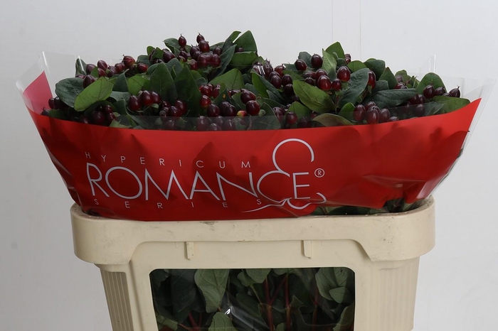 <h4>Hypericum Rocky Romance Spray</h4>