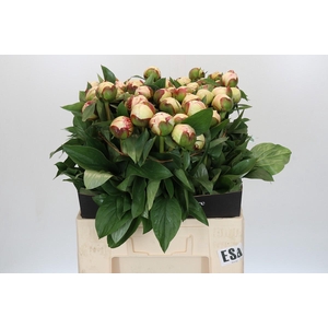 Paeonia Elsa Sass