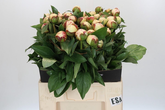<h4>Paeonia Elsa Sass</h4>