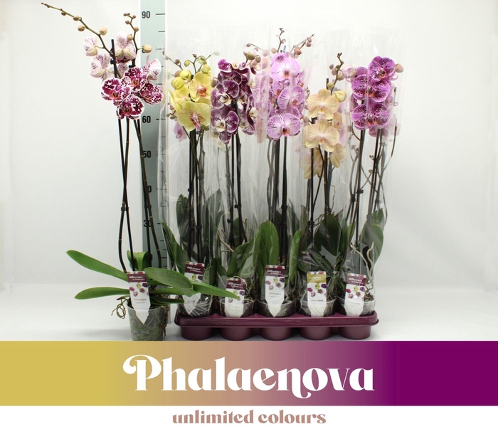 <h4>Gemengd 2-tak 80cm taiwan (RIJP)</h4>