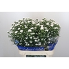 Aster Cassy