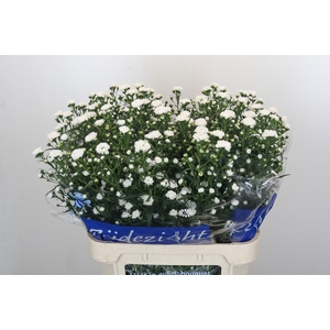 Aster Cassy