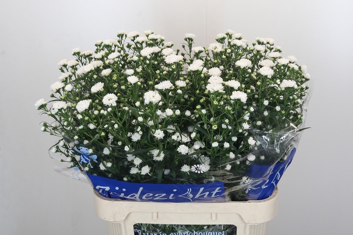 <h4>Aster Cassy</h4>