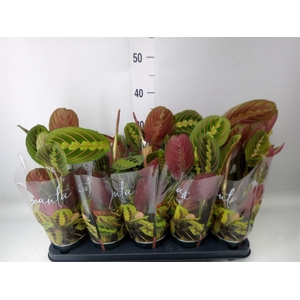 Maranta leuc. 'Fascinator'