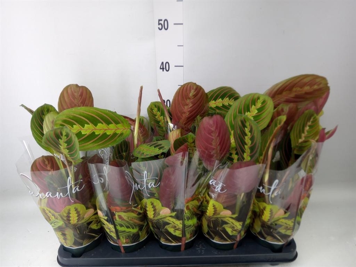 <h4>Maranta leuc. 'Fascinator'</h4>
