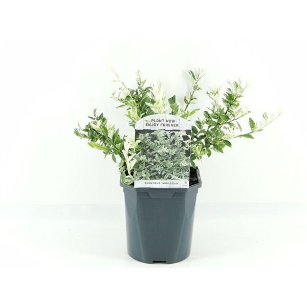 <h4>Euonymus fort. Harlequin</h4>