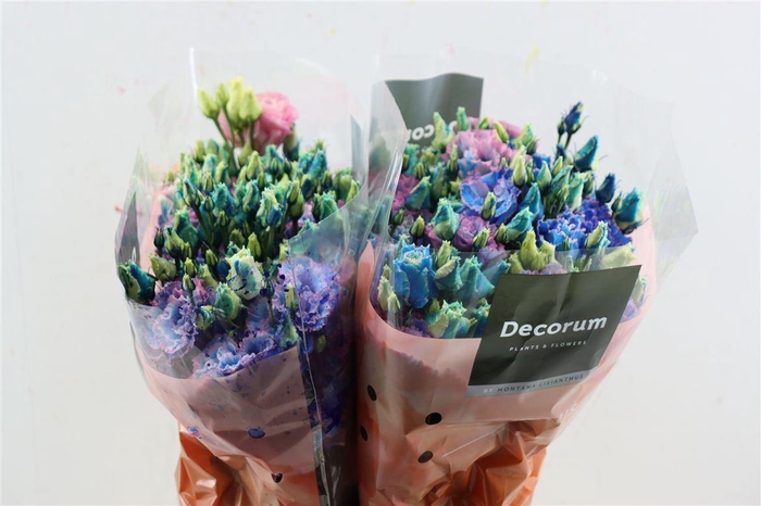 <h4>Eus G Bubblegum</h4>