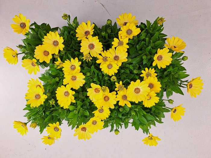 <h4>Osteospermum Solana</h4>