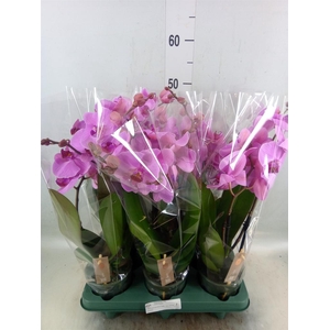 Phalaenopsis  'Spirit Pink'